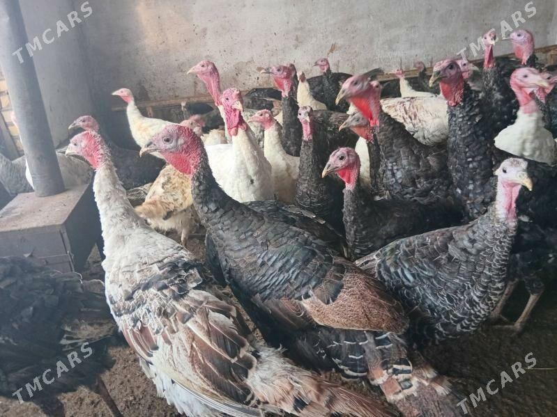 induk - Babadaýhan - img 1