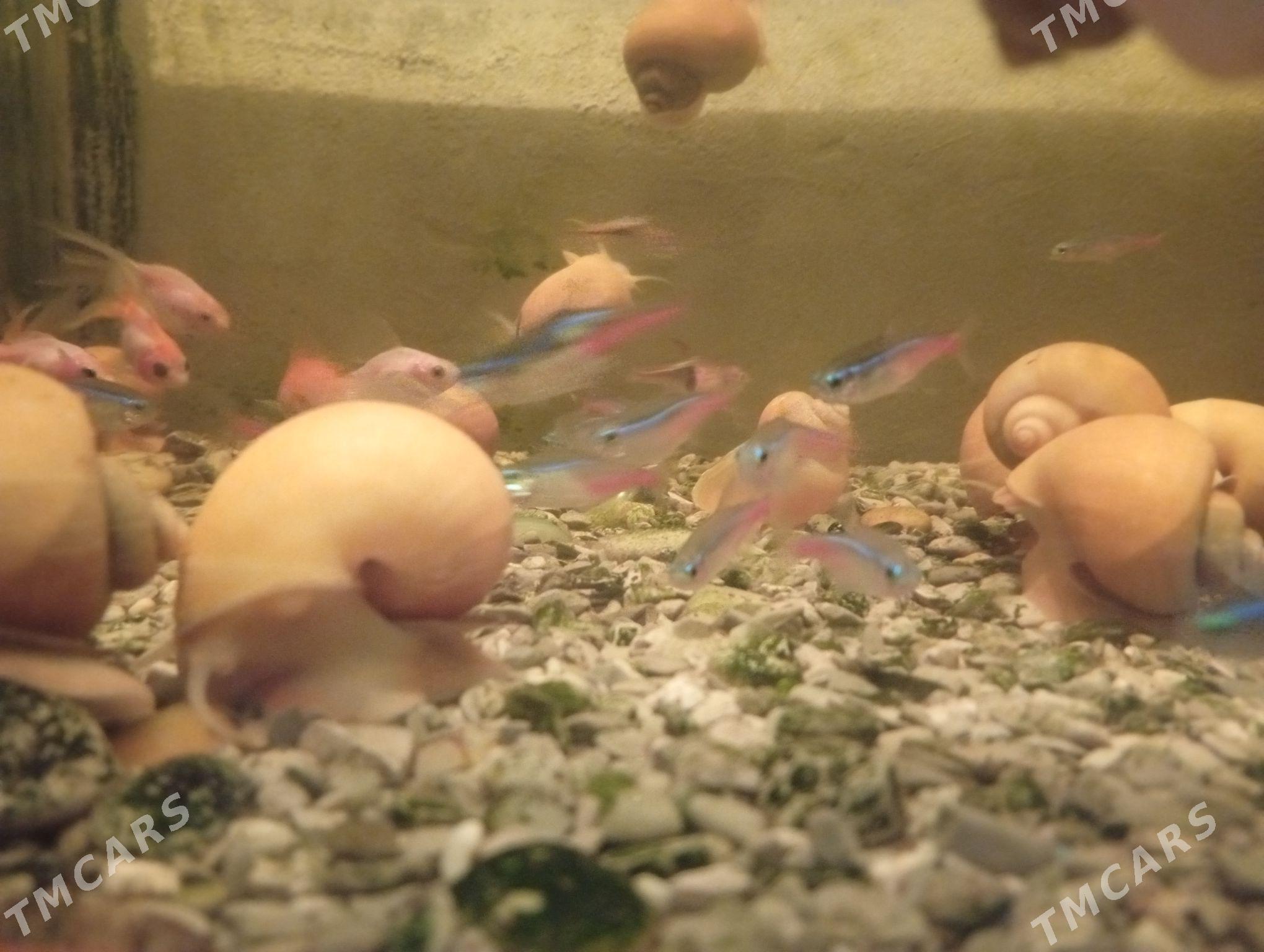 Nion - Дашогуз - img 1