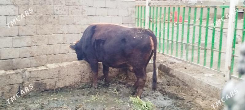 Tohum Gibrit bogoz sygyr - Bäherden - img 1