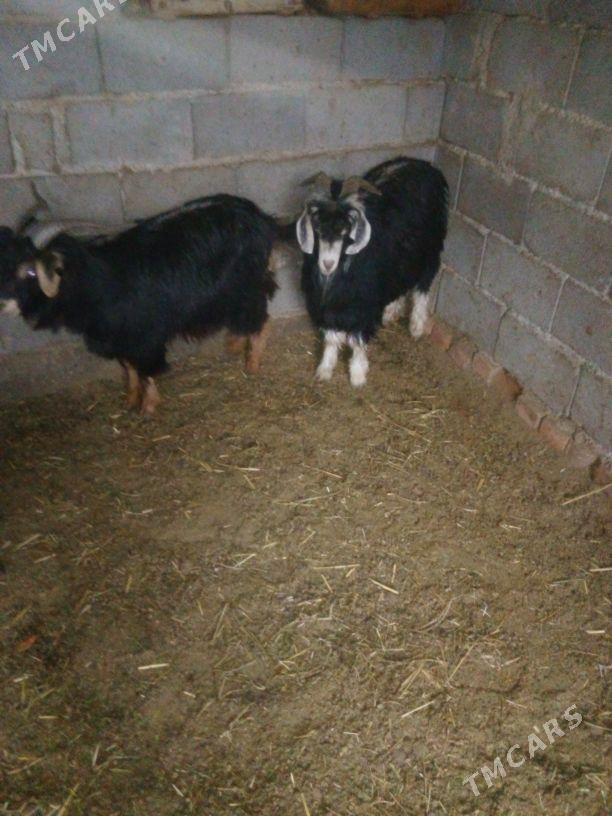 ERKEÇ - Бахарден - img 1