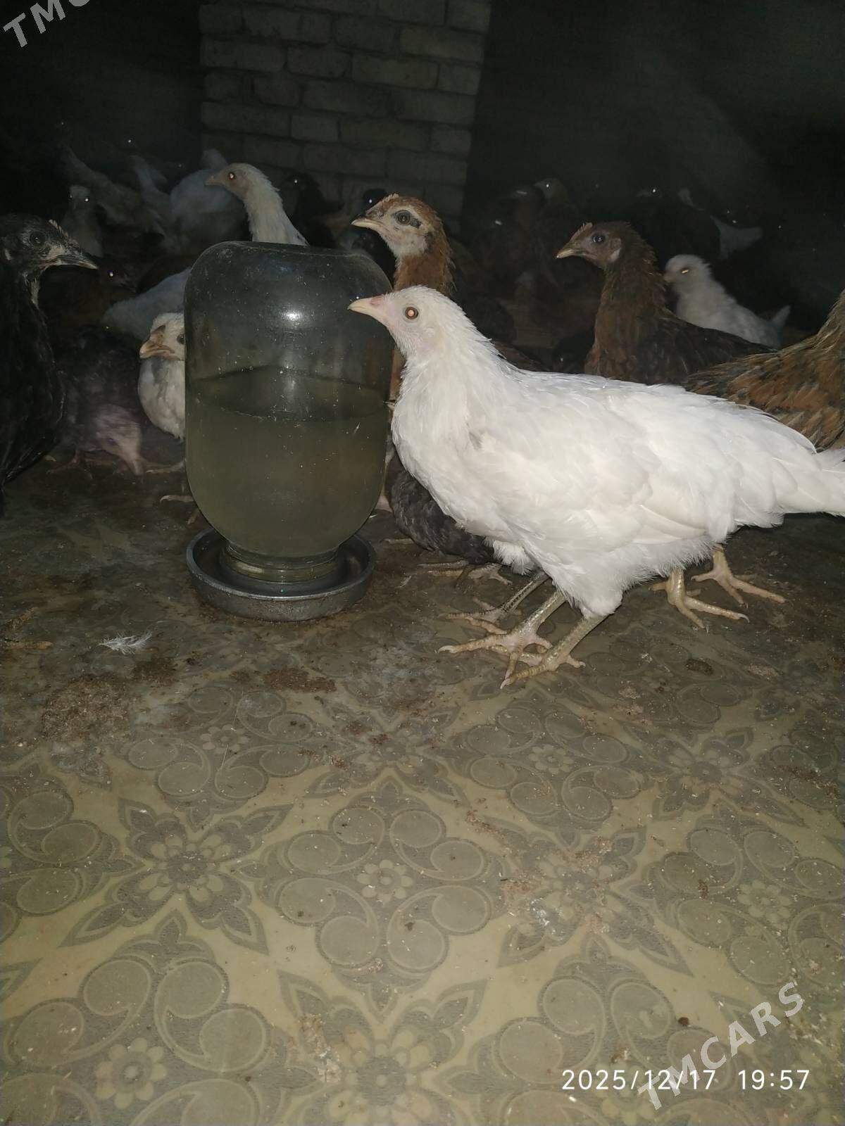 Jüjeler - Мары - img 1