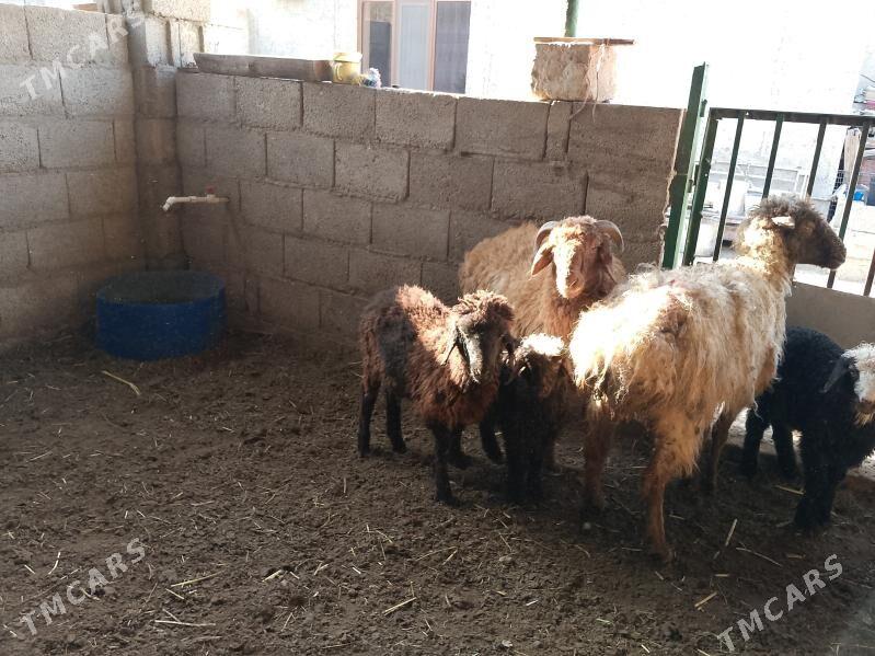 tokly we goýun - Balkanabat - img 1