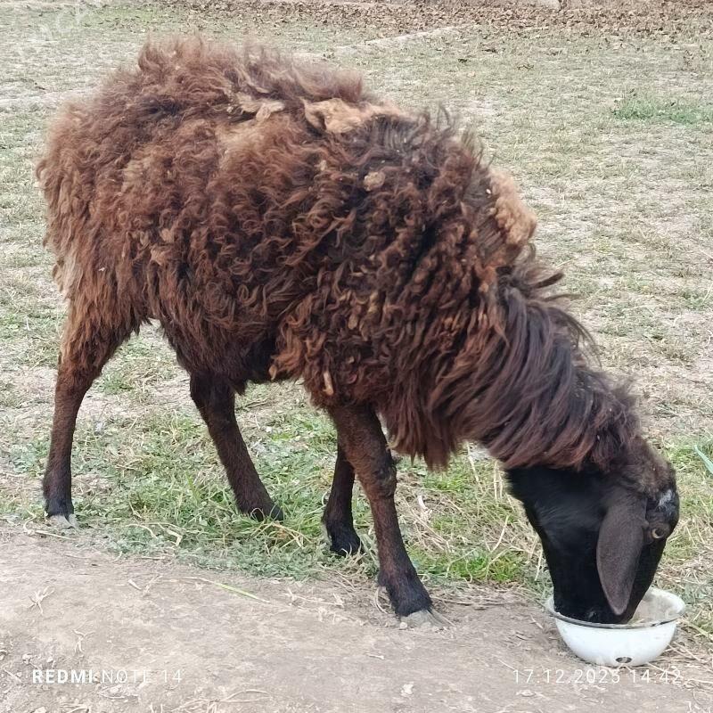 Goyun Ene goyun - Чарджоу - img 1