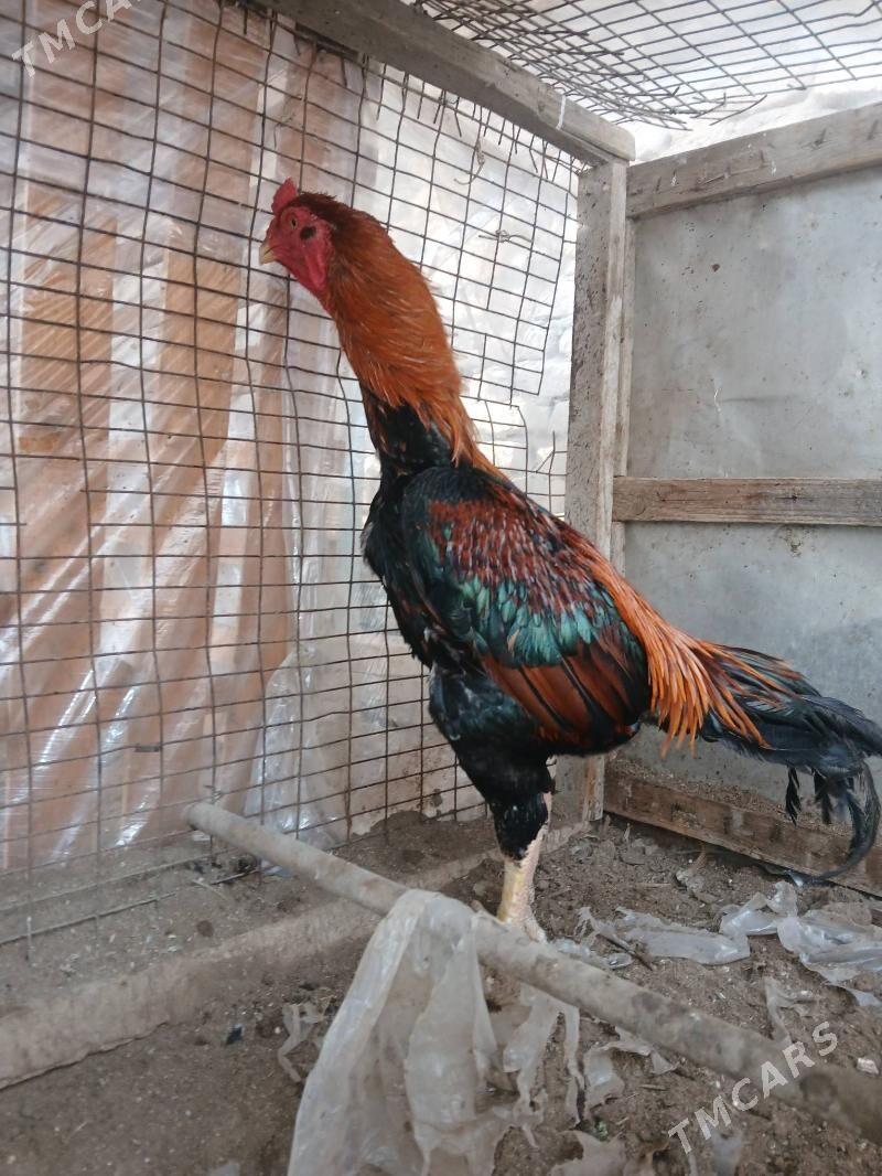 . хораз - Туркменабат - img 1