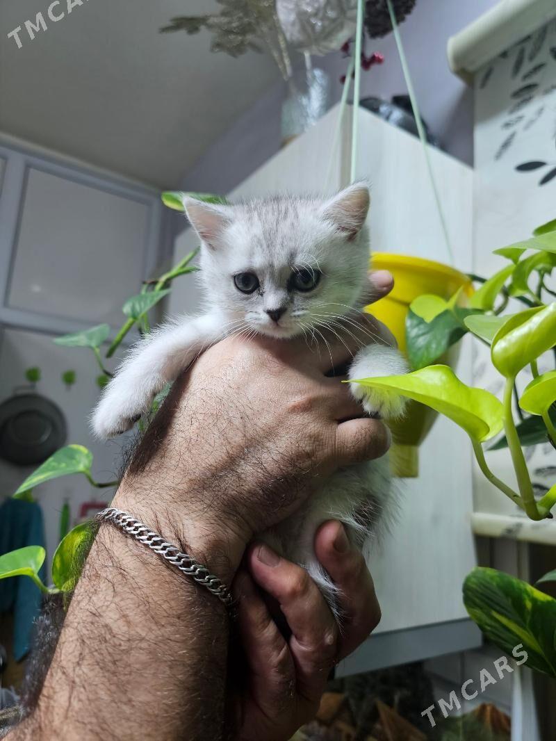 Кошка - Aşgabat - img 1