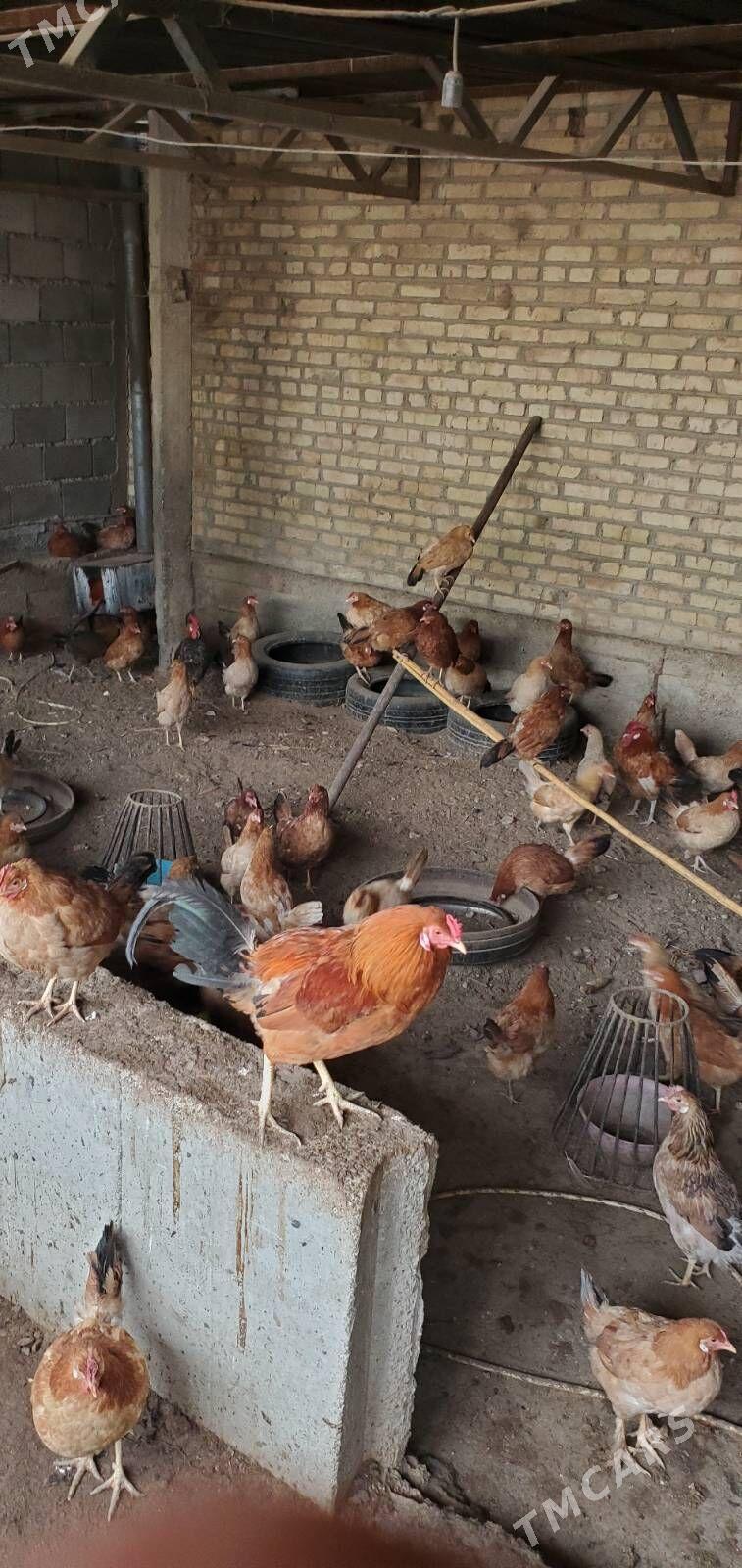 Towuk - Büzmeýin - img 1