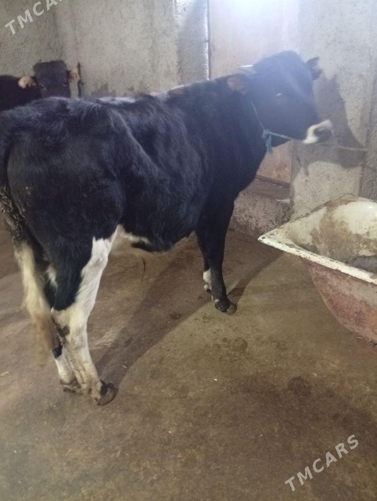 Okuz - Gyzylarbat - img 1