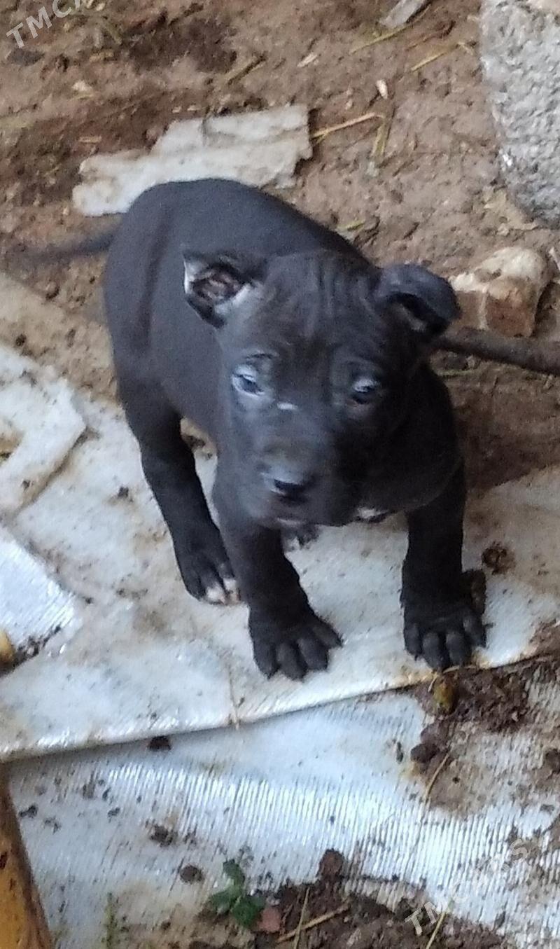 pitbul it - Ашхабад - img 1