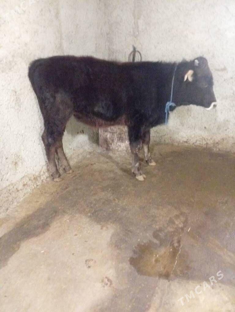 Okuz - Гызыларбат - img 1