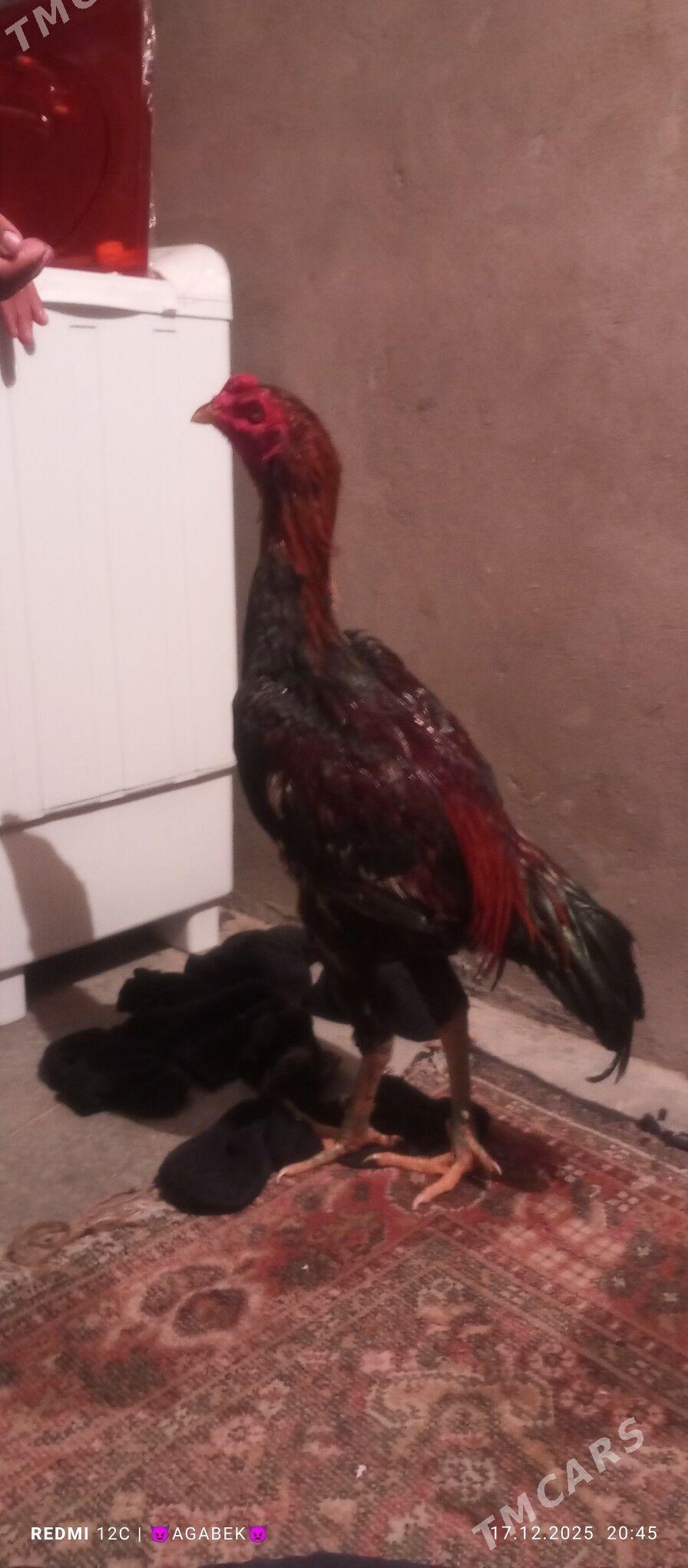 baysok - Дарганата - img 1