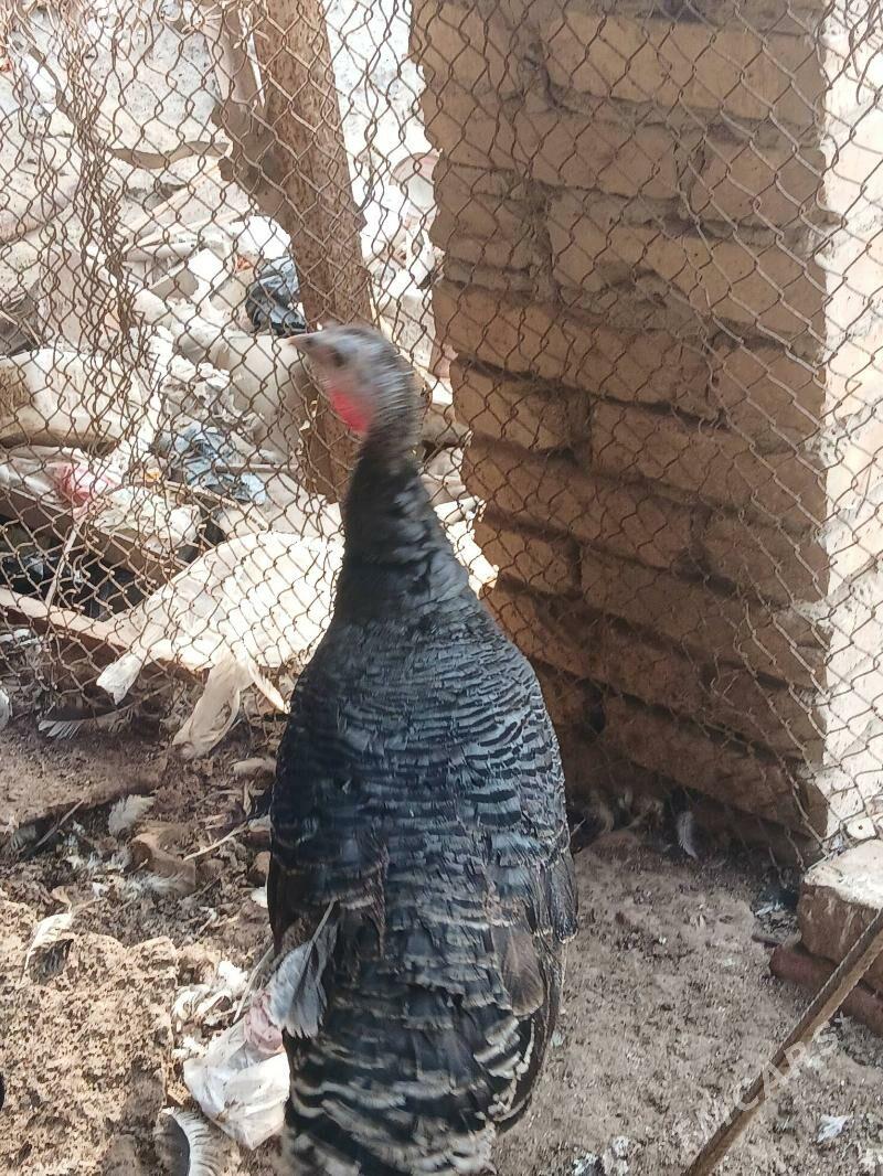 индук - Türkmenabat - img 1