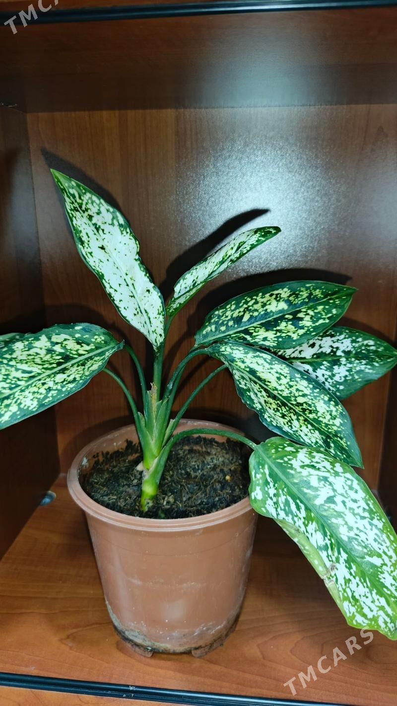 цветы - Aşgabat - img 1