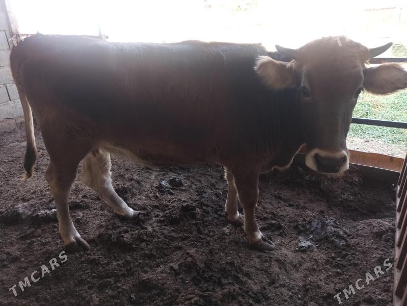 tuwe - Гарадамак - img 1