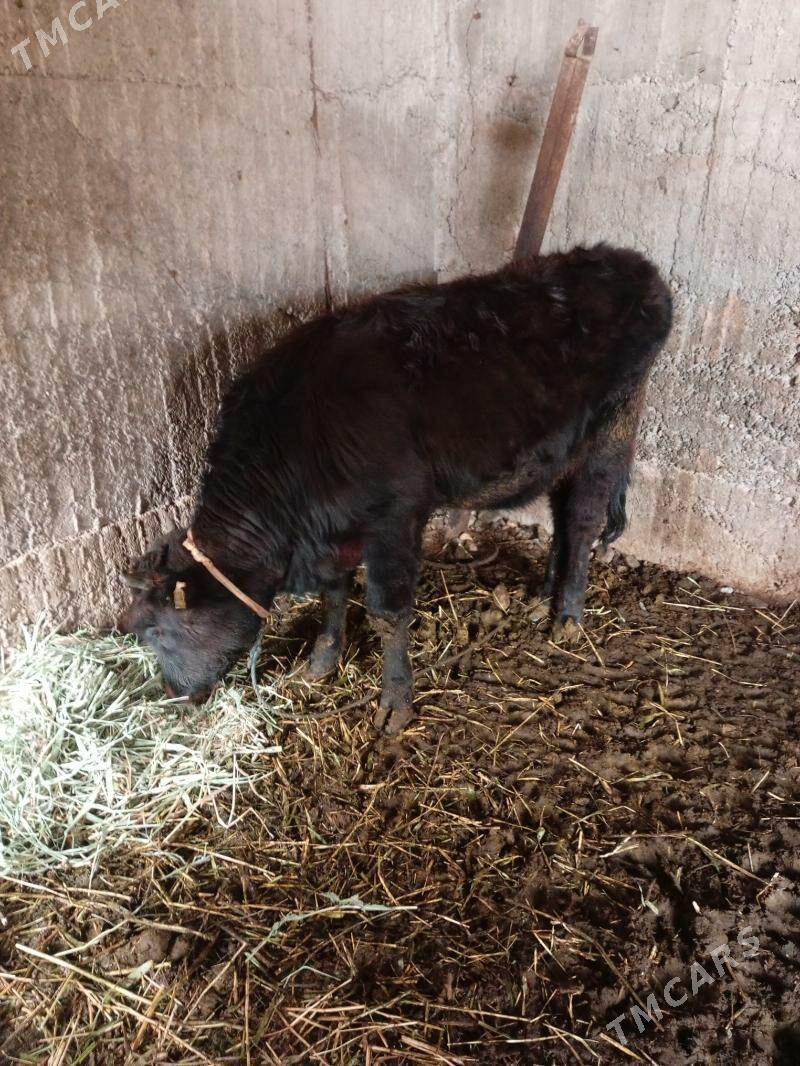 tüwe 1 ỳasap gecen - Херрикгала - img 1