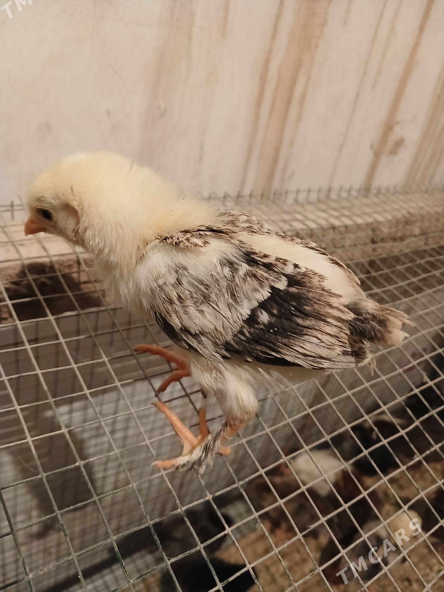 mesni iri paroda juje - Чарджоу - img 1