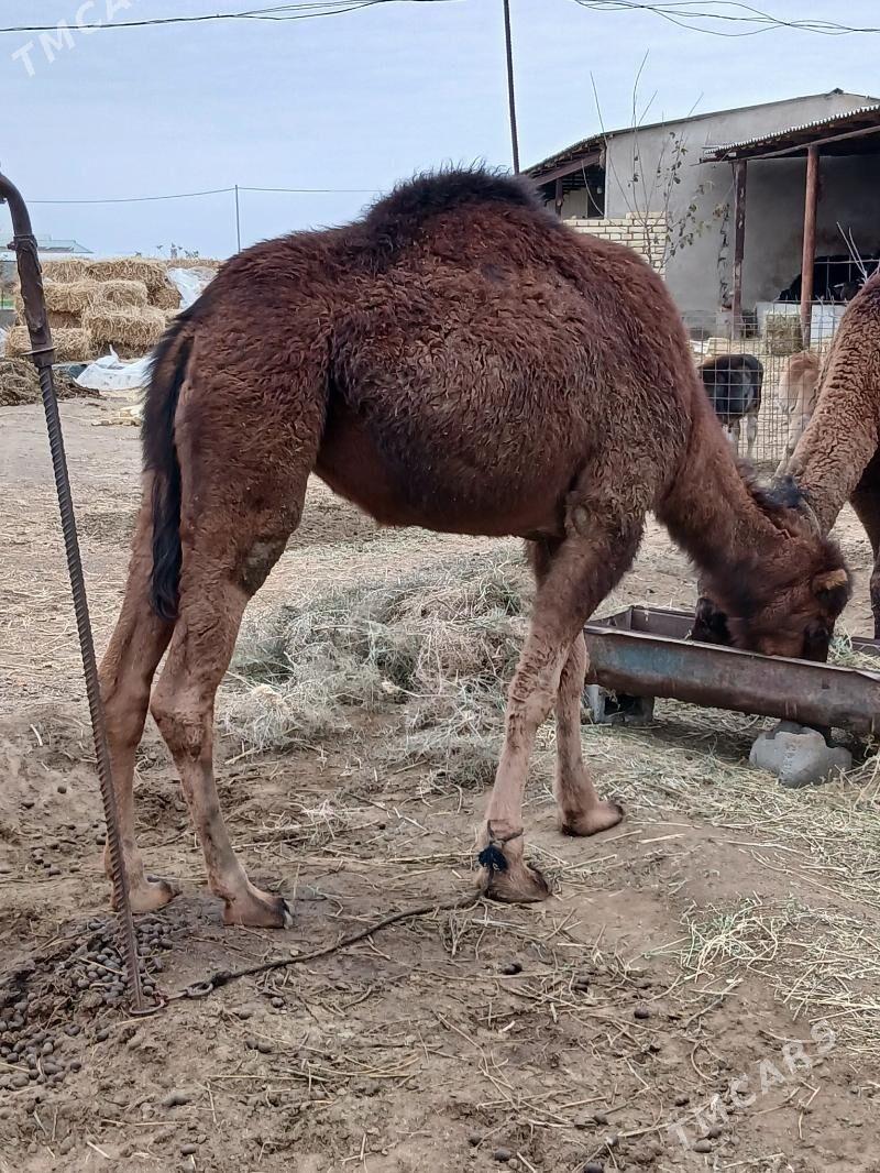 Düýe - Гёкдепе - img 1