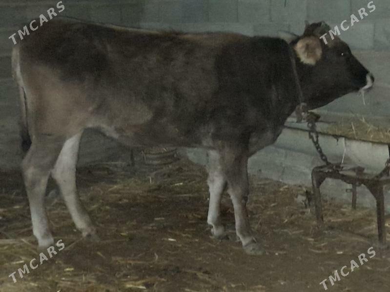 tuwe - Гызыларбат - img 1