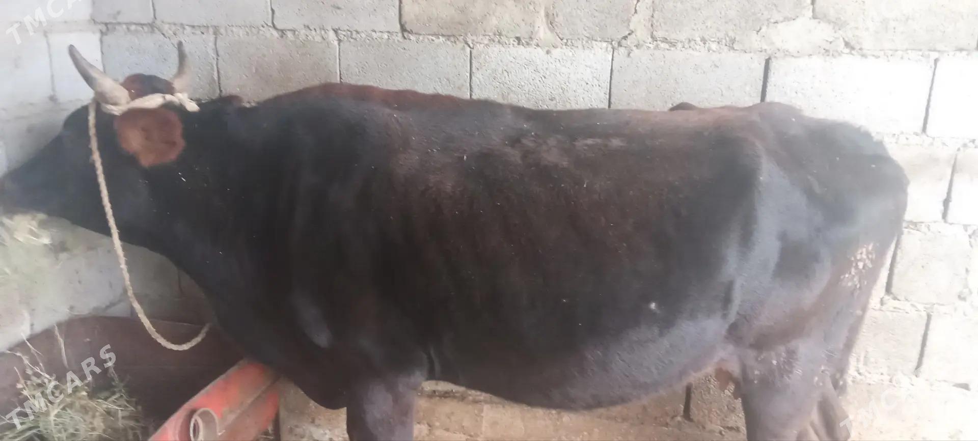 Bogaz sygyr - Бахарден - img 1