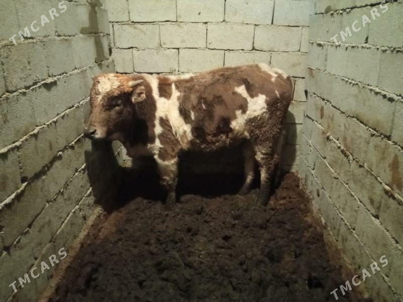 okiz - Çoganly - img 1