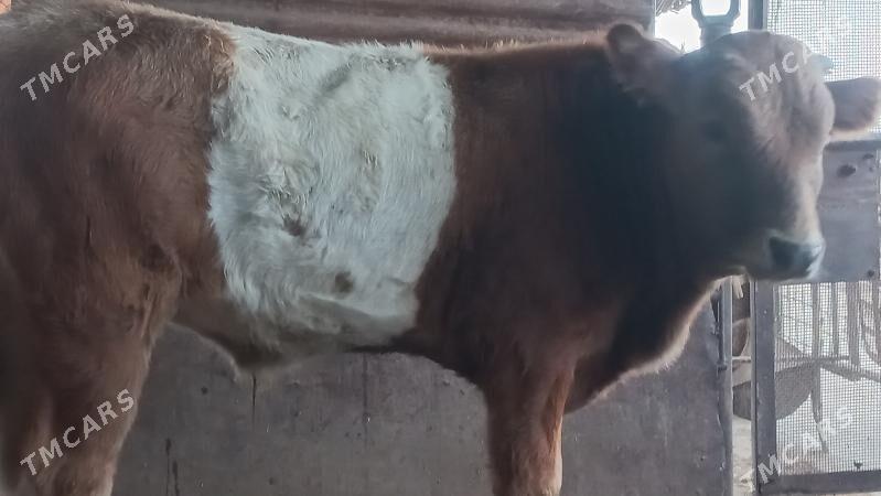 okuz - Gumdag - img 1