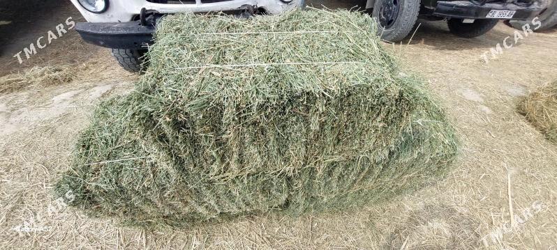 Yorunja bede - Bäherden - img 1