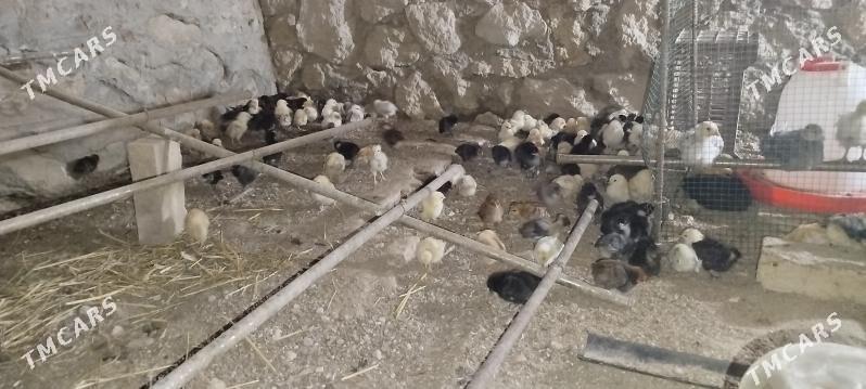 juyje - Керки - img 1