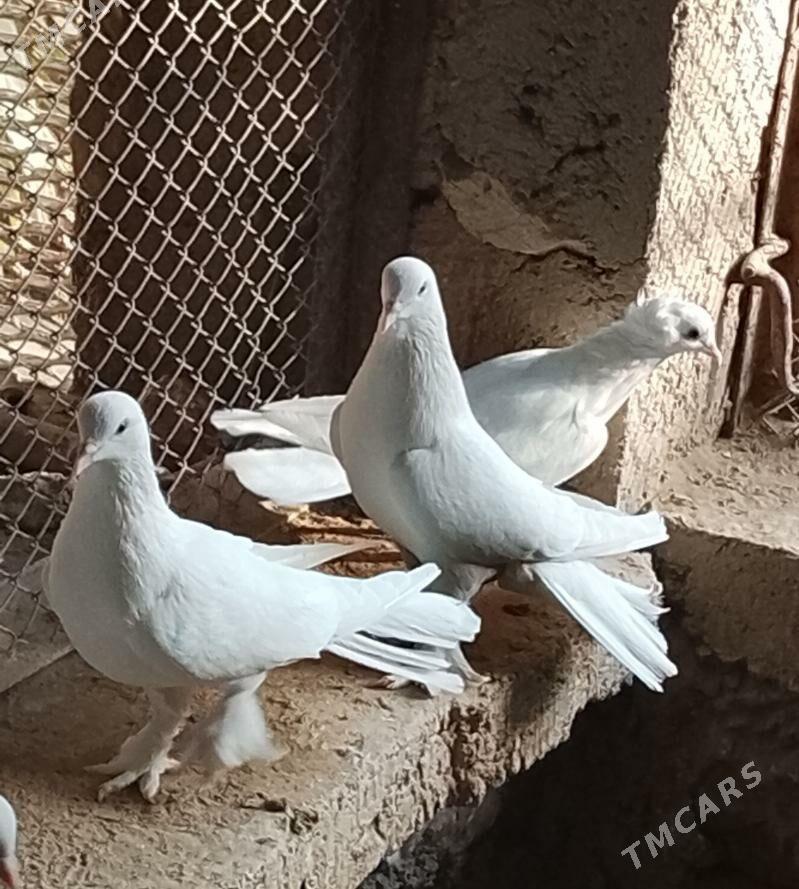 kepderi - Джебел - img 1