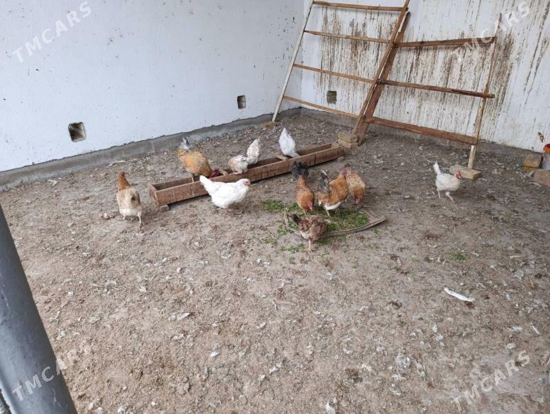 Towuk - Sakarçäge - img 1