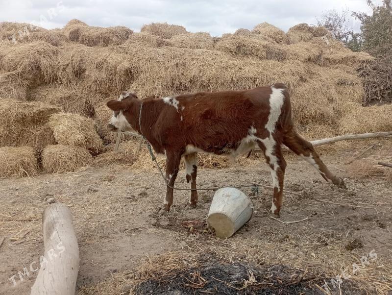 Okuzler öküzçe - Дянев - img 1