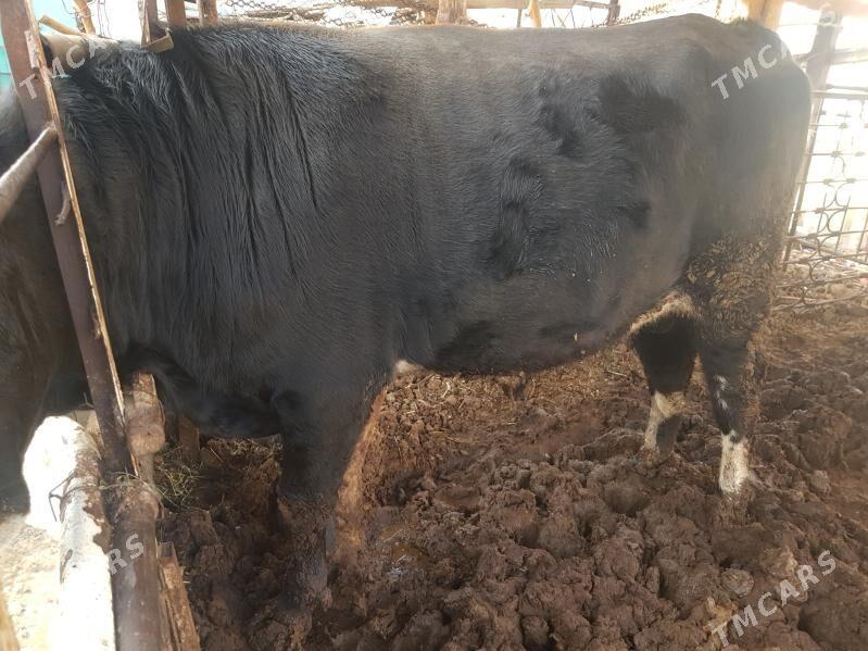 okuz - Ашхабад - img 1