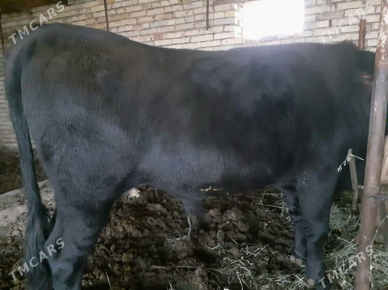 ÖKÜZ BAKYLAN taýyn - Murgap - img 1