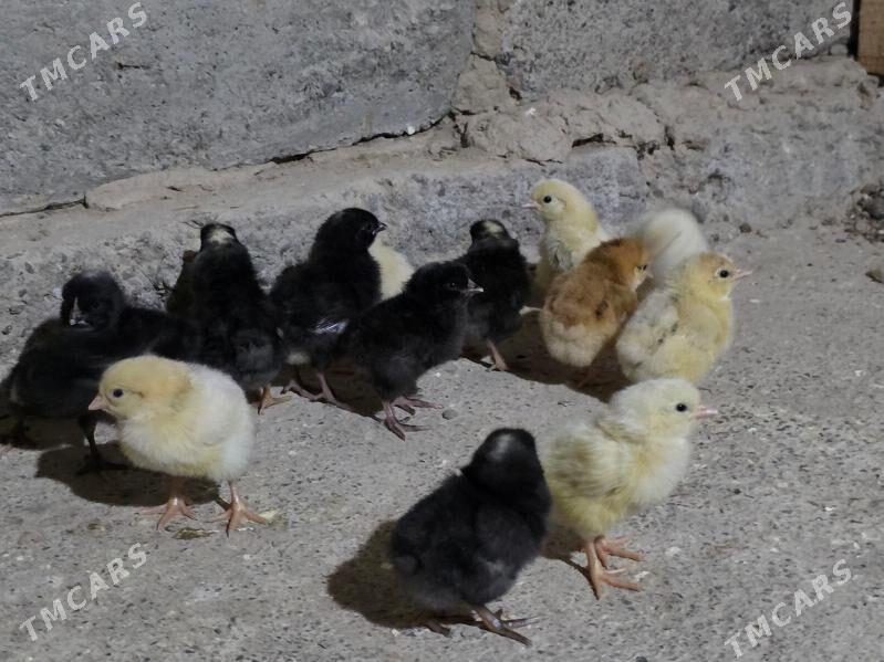 juje ataks daminat - Aşgabat - img 1