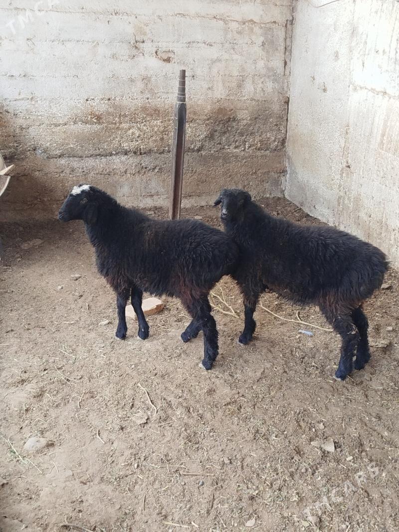 issek tokly - Gökdepe - img 1