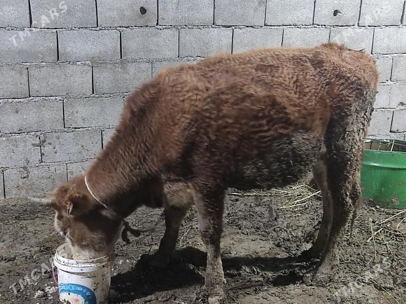 tohum tuwe - Гёкдепе - img 1