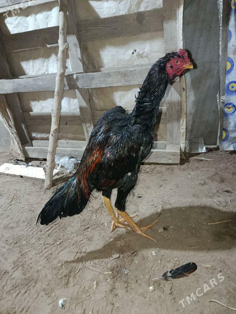 horaz - Дашогуз - img 1