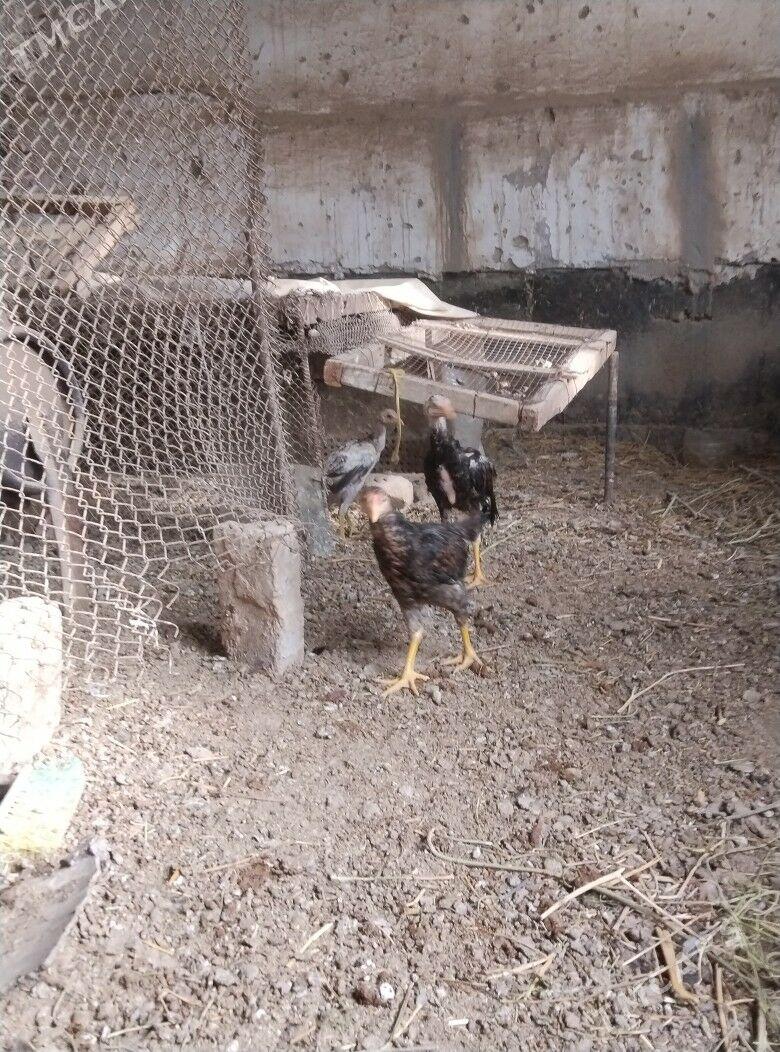 juje - Чарджоу - img 1