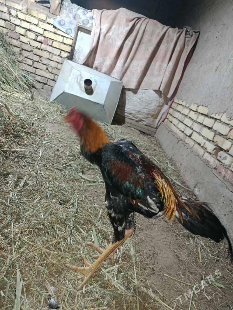 horaz - Şabat etr. - img 1