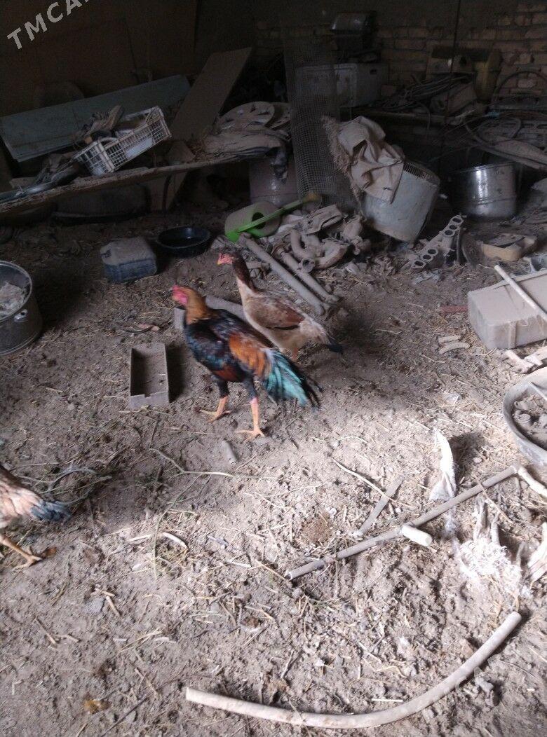 хораз товук - Чарджоу - img 1