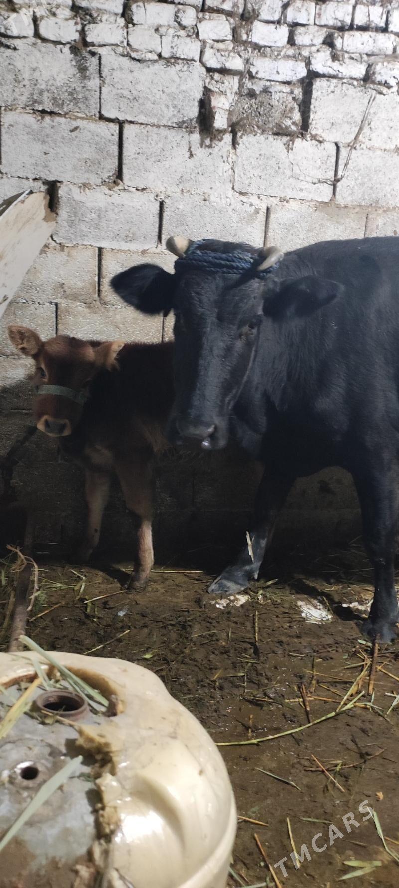 Sygr goleli - Bäherden - img 1