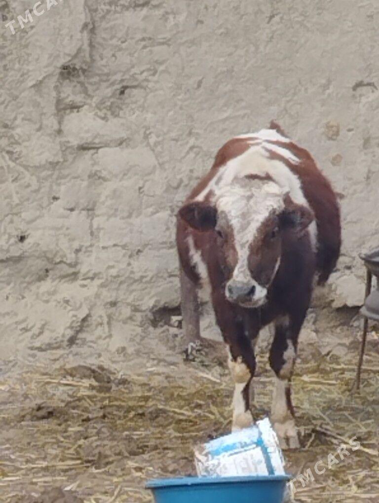 öküz - Bäherden - img 1