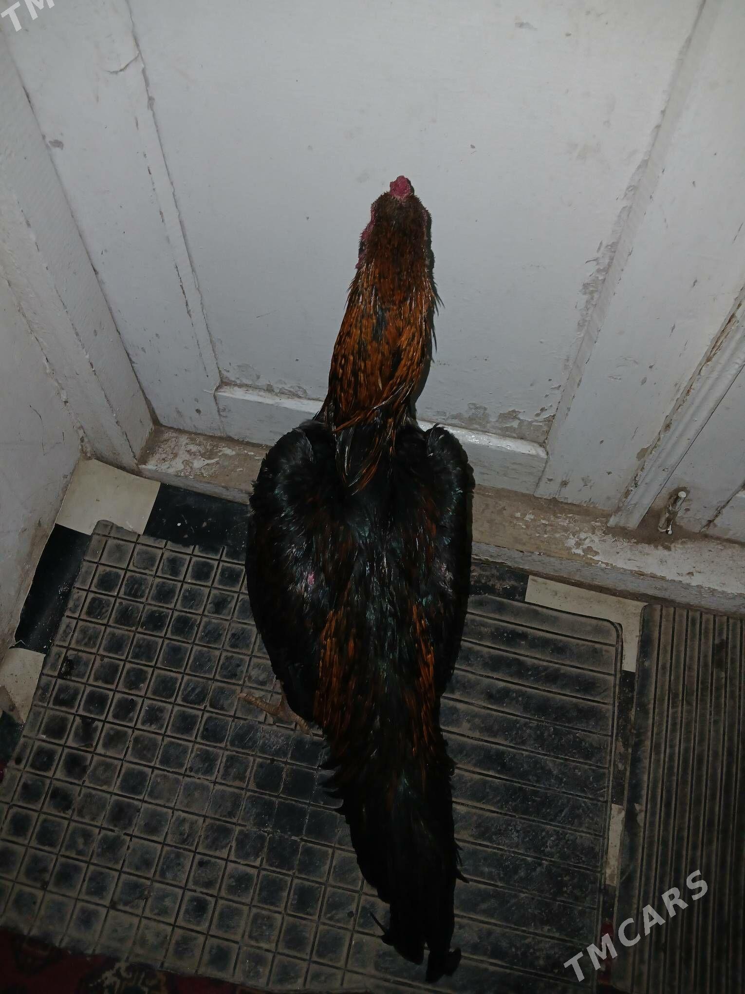 парода хораз - Дашогуз - img 1