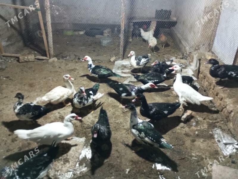 самиз еркек ордеклер - Туркменабат - img 1