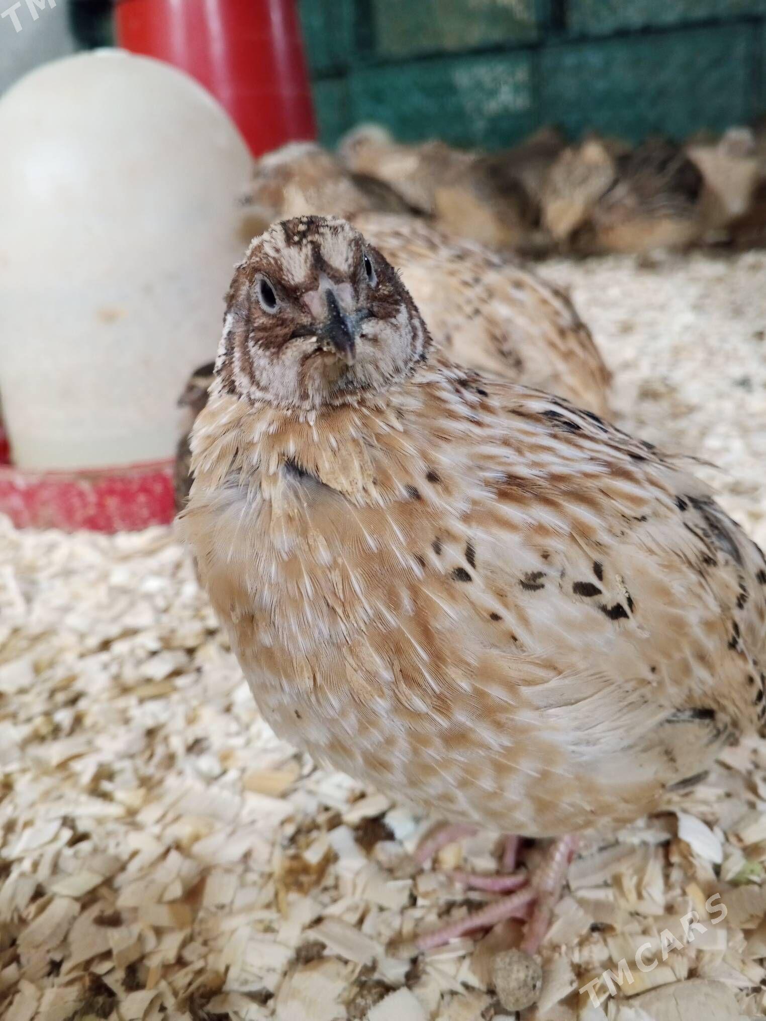 Bedene - Şabat etr. - img 1