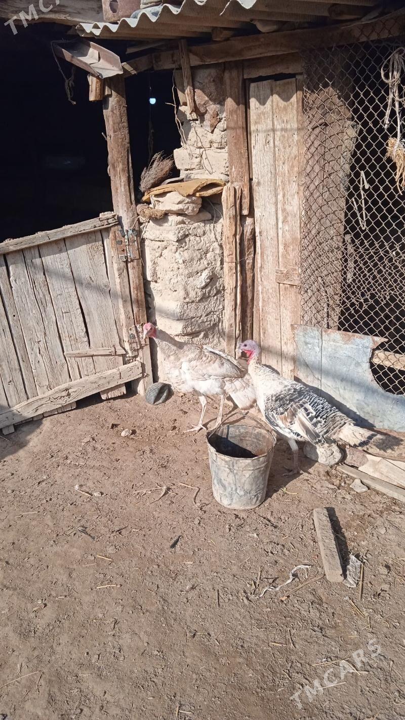 İnduk - Гызыларбат - img 1