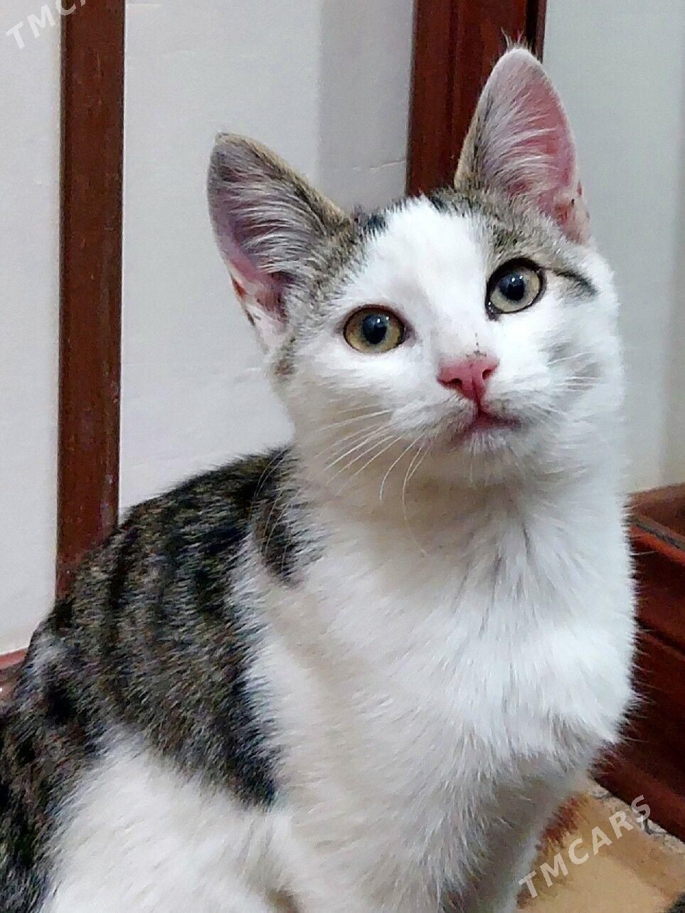 Малыш, 3 месяца - Aşgabat - img 1