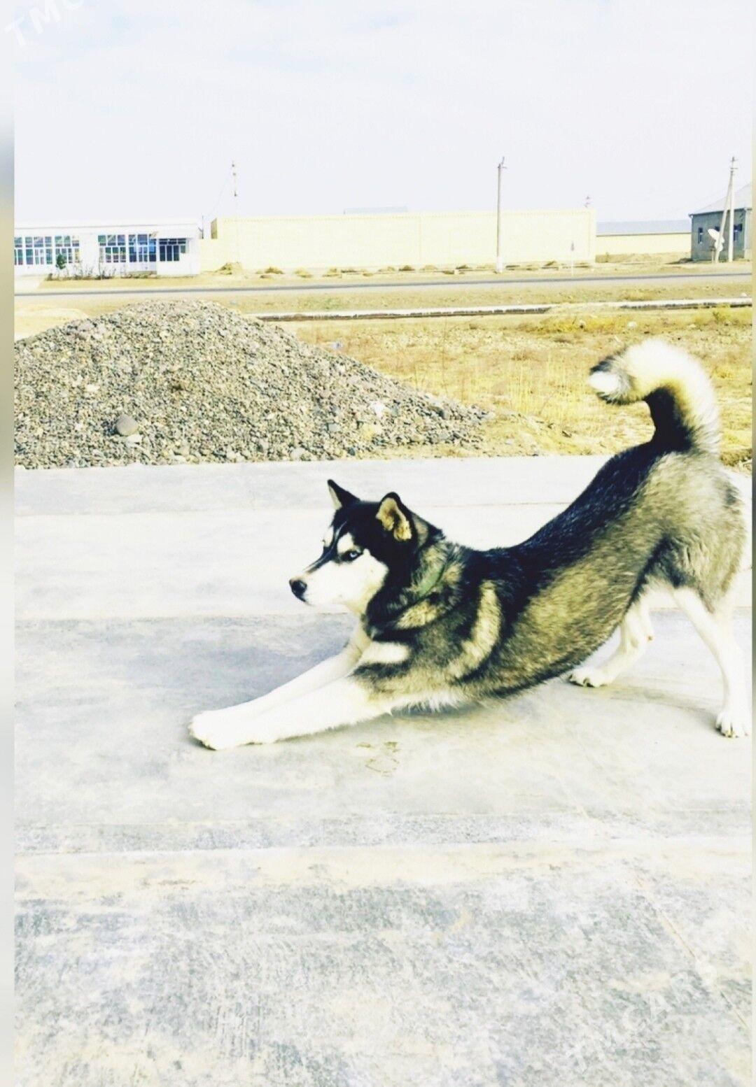 Haski - Baýramaly - img 1