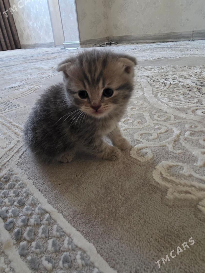 pişik - Türkmenabat - img 1