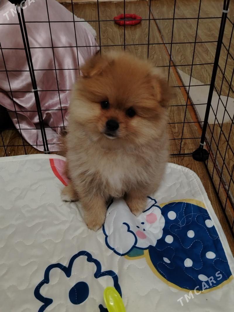 ШПИЦ - Ашхабад - img 1