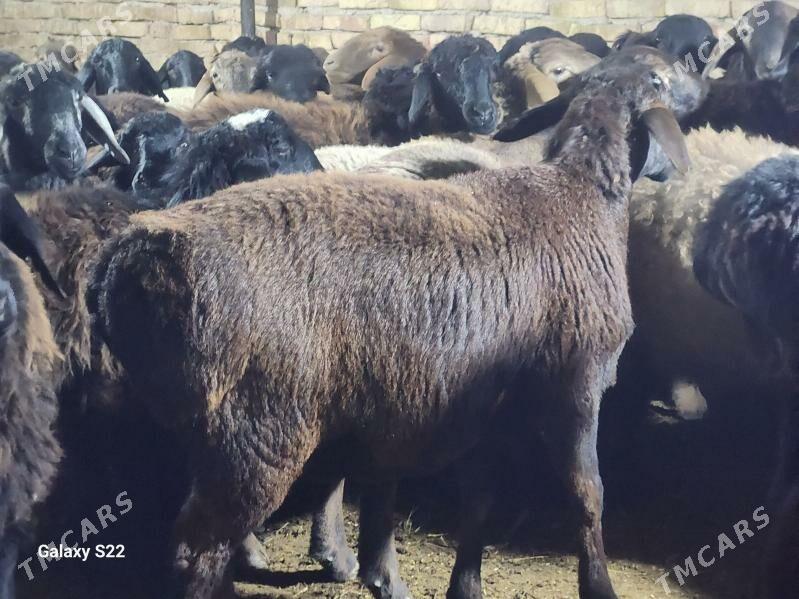 Гисар токлы еркек уркачы - Туркменабат - img 1