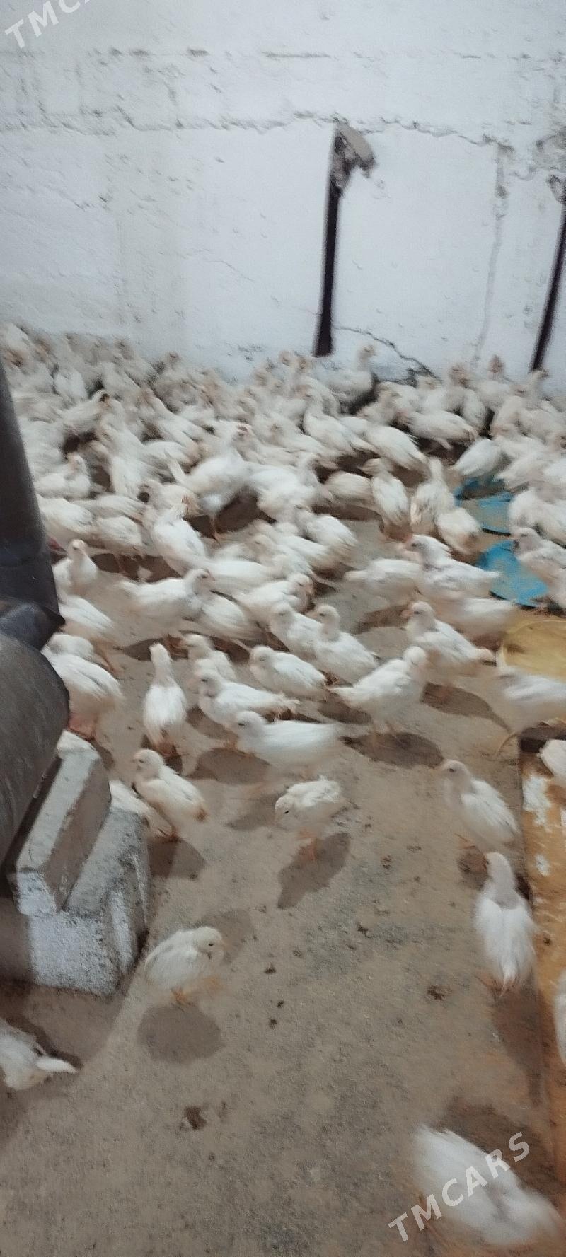 Jüje - Aşgabat - img 1